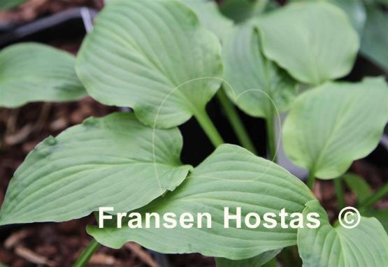 Hosta Lucky Charm